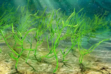 Vědci našli prababičku všech rostlin. Žila před miliardou let