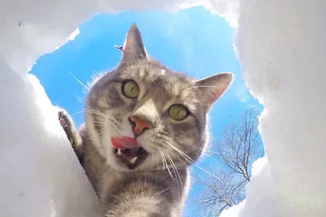 Kosti vikinských koček ukázaly, že se tyto šelmy od středověku výrazně zvětšily 