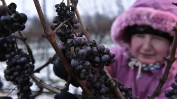 Sběr ledového vína začal v brzkých hodinách