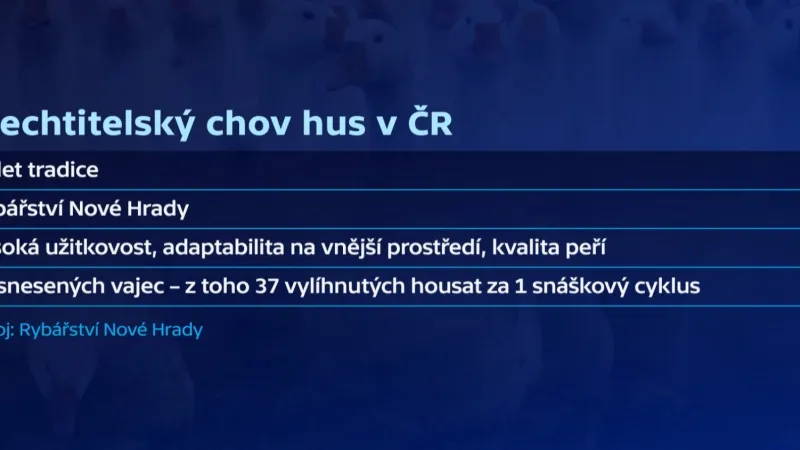 Šlechtitelský chov hus v Rybářství Nové Hrady