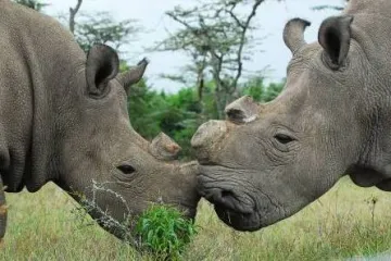 Rezervace Ol Pejeta zpřesňuje plány