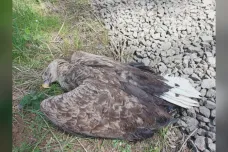 Jedovatý pesticid zabil letos už deset orlů. Jejich malou populaci to ohrožuje, varují ornitologové