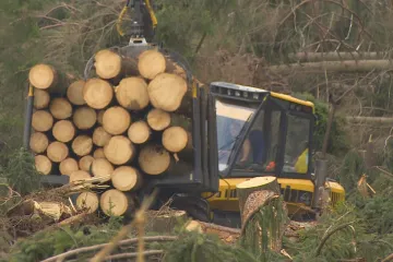 Státní Lesy ČR jsou v pololetí ve ztrátě 480 milionů korun. Kůrovcová kalamita snižuje cenu dříví