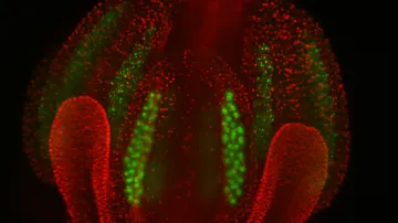 Vědci můžou díky mikroskopům a laseru pozorovat rozmnožování rostlin