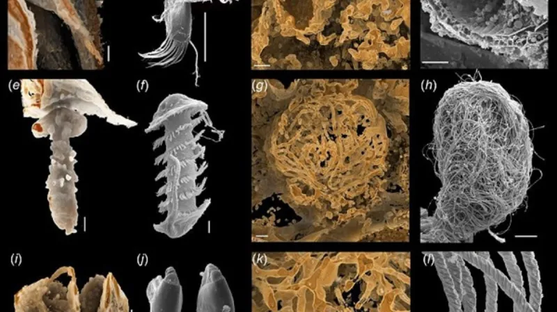 Srovnání fosilních lasturnatek s jejich současnými příbuznými