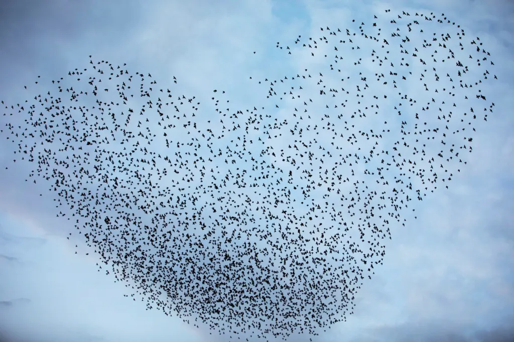 Hejno migrujících špačků letících ve skupině poblíž města Kiryat Gat v jižním Izraeli vytvořilo na nebi tvar srdce