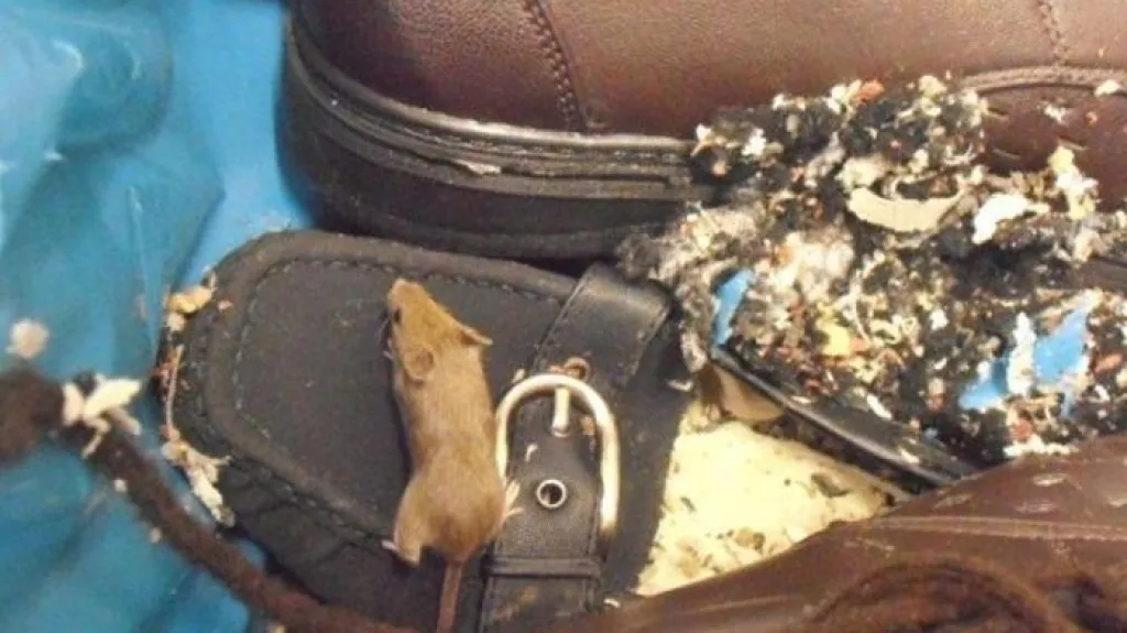 Inspektoři našli v supermarketu myší hnízda
