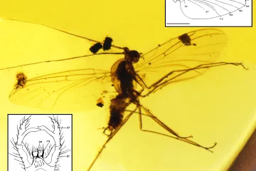 Ostravští vědci objevili neznámý pravěký hmyz uvězněný v jantaru. Žil v době dinosaurů