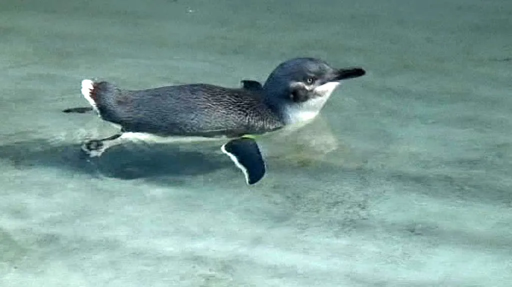 Tučňák nejmenší