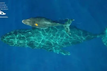 Velrybí kojení. Biologové nafilmovali, jak matka keporkaka krmí mládě