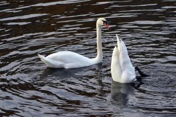 V Česku se objevila ptačí chřipka, měly ji labutě na Písecku