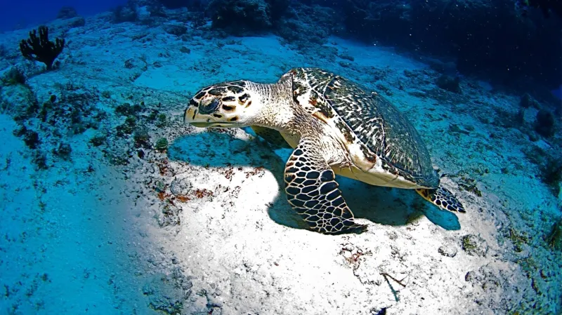 Kriticky ohrožená kareta pravá