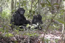 Pralesní šimpanzi si začali kopat studny. Pracují ale jenom samice