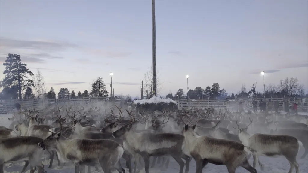 Film se již představil také na prestižním festivalu dokumentů Visions du Réel ve Švýcarsku. Nominován byl na cenu DOC Alliance Selection 2019 jako nejlepší evropský dokumentární film