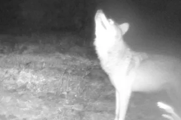 Ochránci poprvé zaznamenali vlka v Moravském krasu