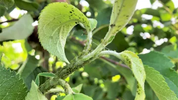 Zemědělce trápí mšice