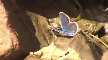Motýli jsou u Ždánice vidět na každém kroku