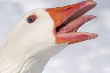 Čína nasadila na hranici s Vietnamem husy. Mají zabránit zavlečení covidu do země