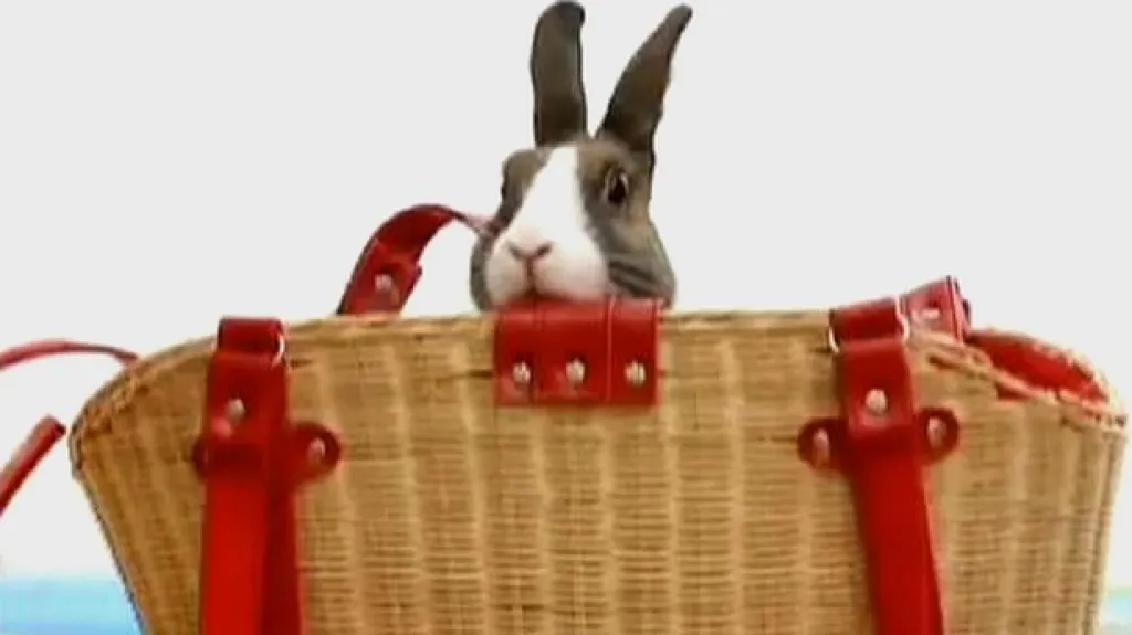 Králík v kavárně