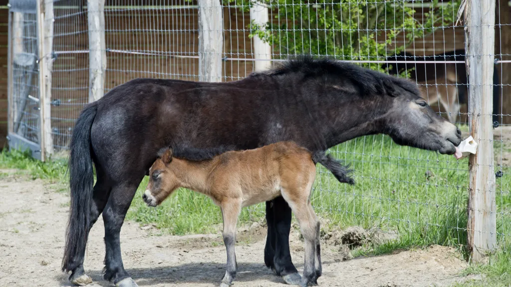 Hříbě divokého koně