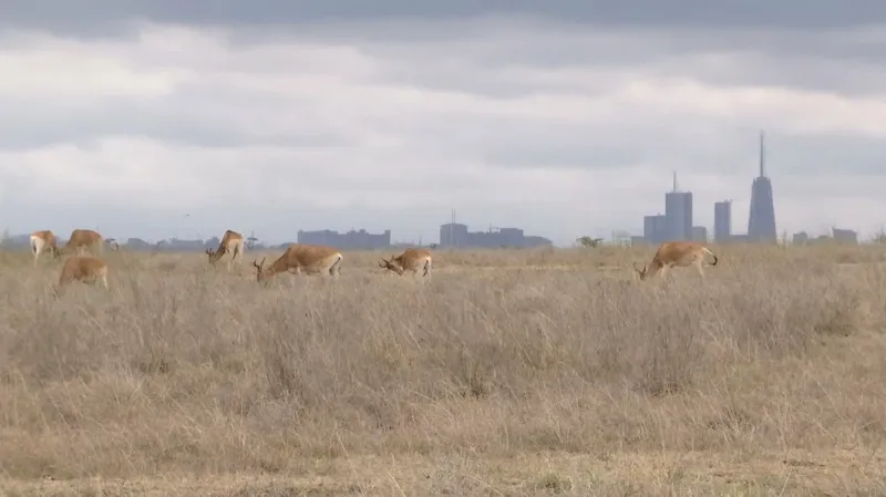 Národní park v Keni