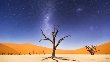 Čestné uznání. Solná poušť v Deadveli (Namibie). Deadveli znamená "pochod smrti". Stromy akácie se ve zdejším suchu dožívají až 900 let.
