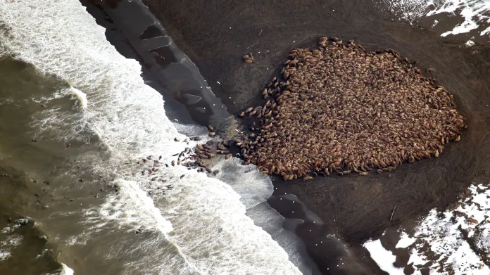 Desítky tisíc mrožů na jediné pláži