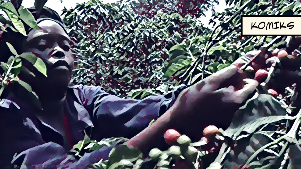 Pandemie a klimatické změny mají dopady na pěstování kávy