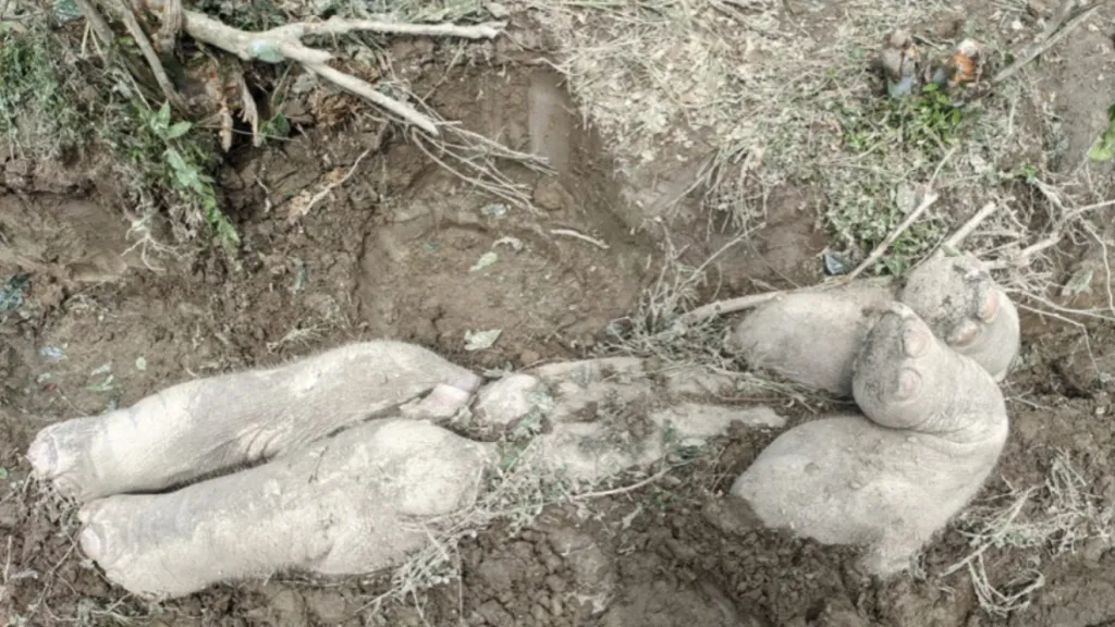 Mrtvé mládě slona indického pohřbené v příkopu