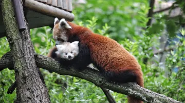 Mládě pandy červené v brněnské zoo