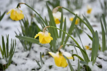 Česko má za sebou mrazivou noc. A takové se budou opakovat až do pátku