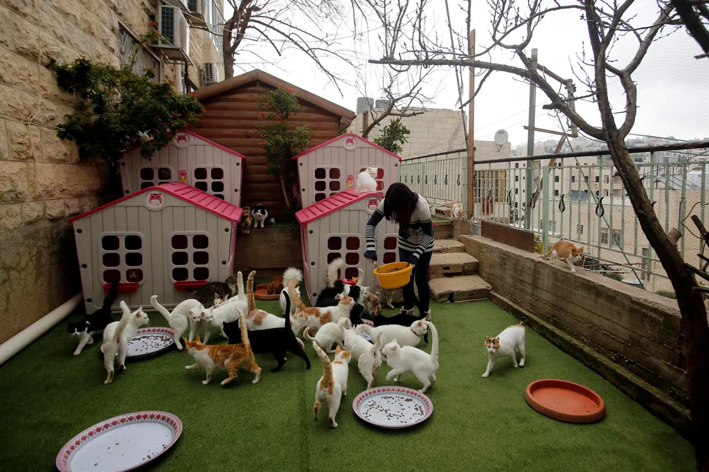 Palestinka Heba al-Jenedyová krmí toulavé kočky, kterým poskytuje útočiště ve svém domě v Hebronu na Západním břehu Jordánu