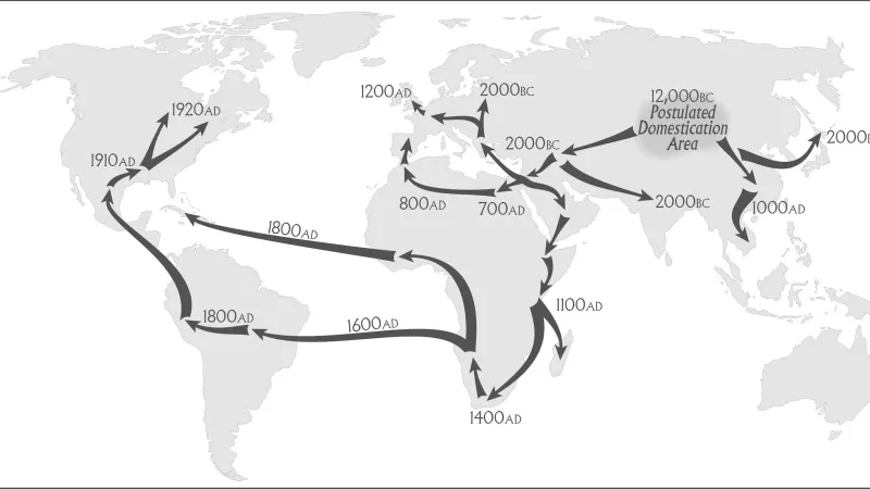 Jak se konopí šířilo světem
