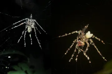 Křižáci si tkají své makety z pavučin a zvířecích mrtvolek