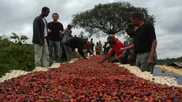 Sběr kávových bobů v Etiopii