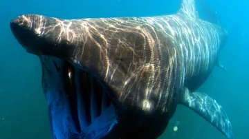 Krmící se žralok veliký