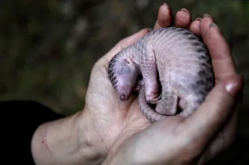 Nejen luskouni. Kvůli tradiční čínské medicíně vymírají tygři i aligátoři