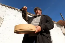 Tuniský pěstitel pšenice se snaží bojovat s klimatickými změnami návratem k tradičním odrůdám