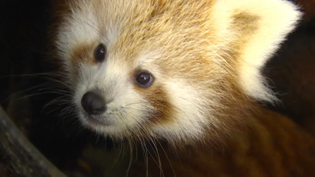 Panda červená