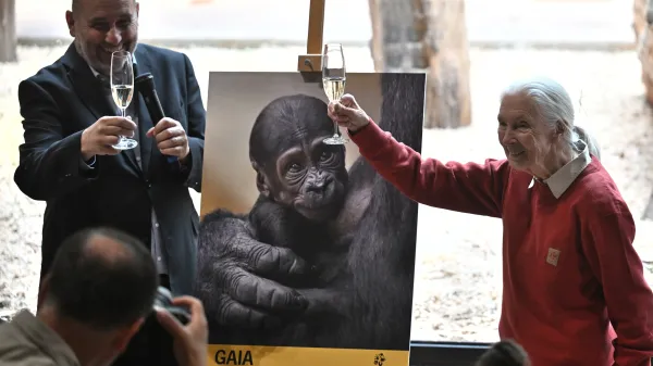 Nové gorilí mládě z pražské zoo je samička. Jméno vybrala bioložka Jane Goodallová