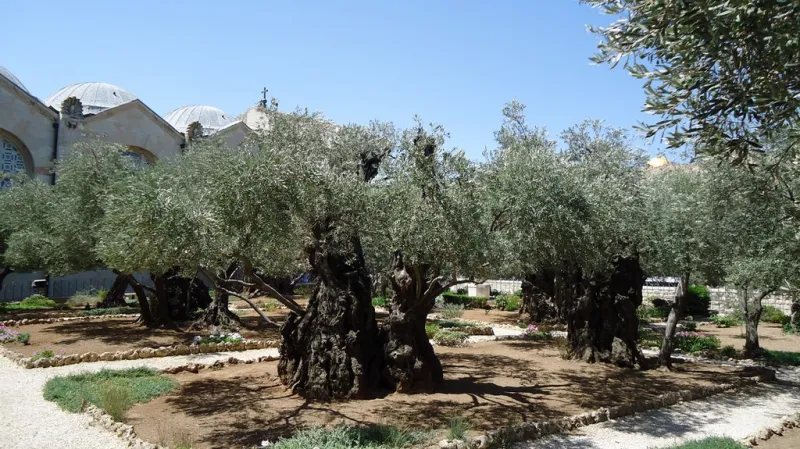 Getsemanská zahrada