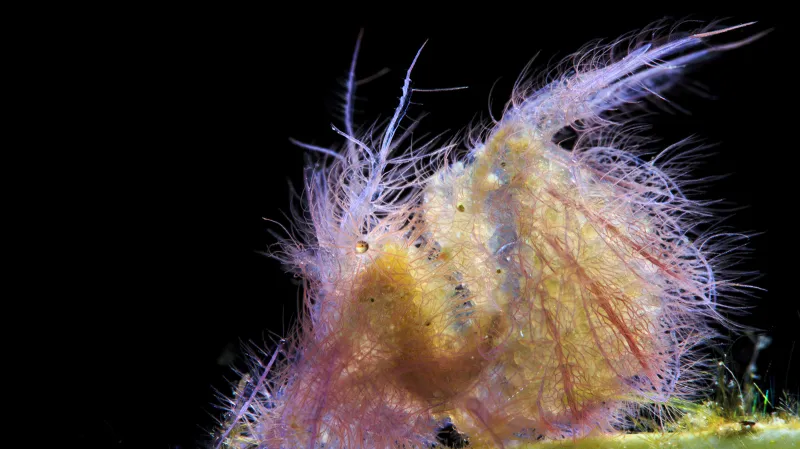 Kategorie Supermakro, 1. místo. Hairy Shrimp