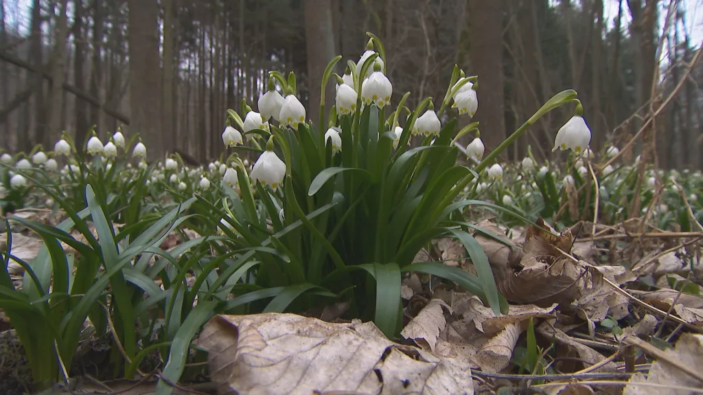 Rozkvetlé louky v okolí Brna lákají k jarnímu výletu