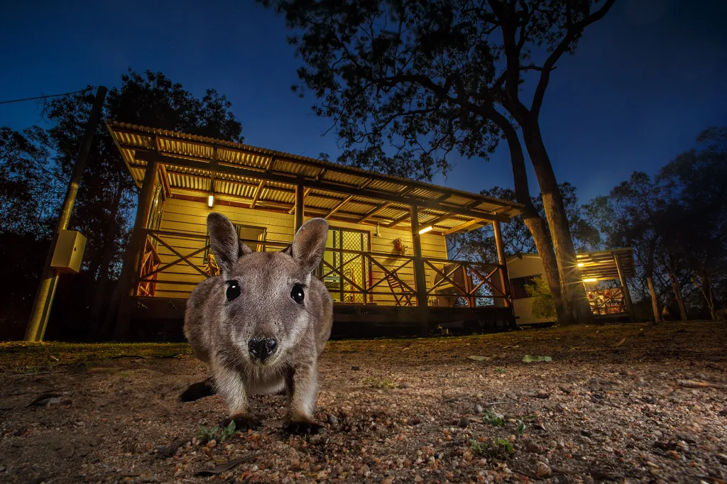 Nominace v kategorii Savci (volně žijící). Klokan nenápadný - Klokani se v Austrálii často potulují okolo obývaných oblastí.