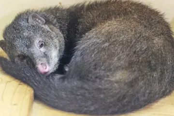 Zoo v Plzni má jako první v Česku vzácné promyky bažinné, největší žijící mangusty