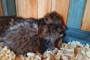 Вода з Каховського водосховища змила тисячі тварин