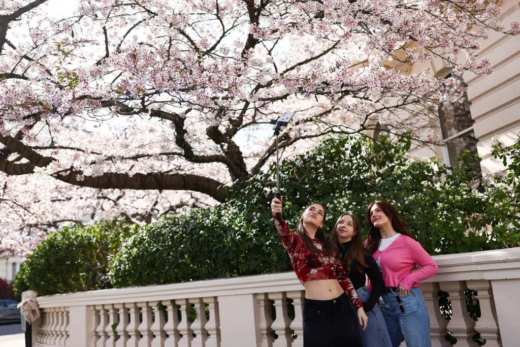 Rozkvetlá třešeň v londýnské čtvrti Notting Hill (22. 3. 2026)
