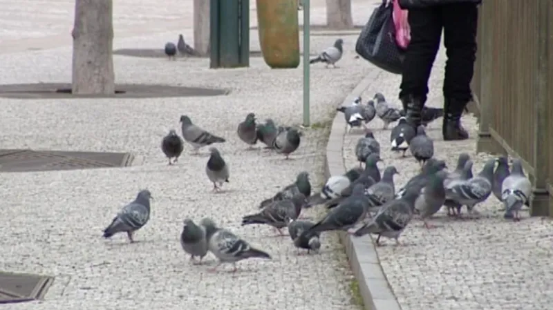 Holubi v centru Karlových Varů