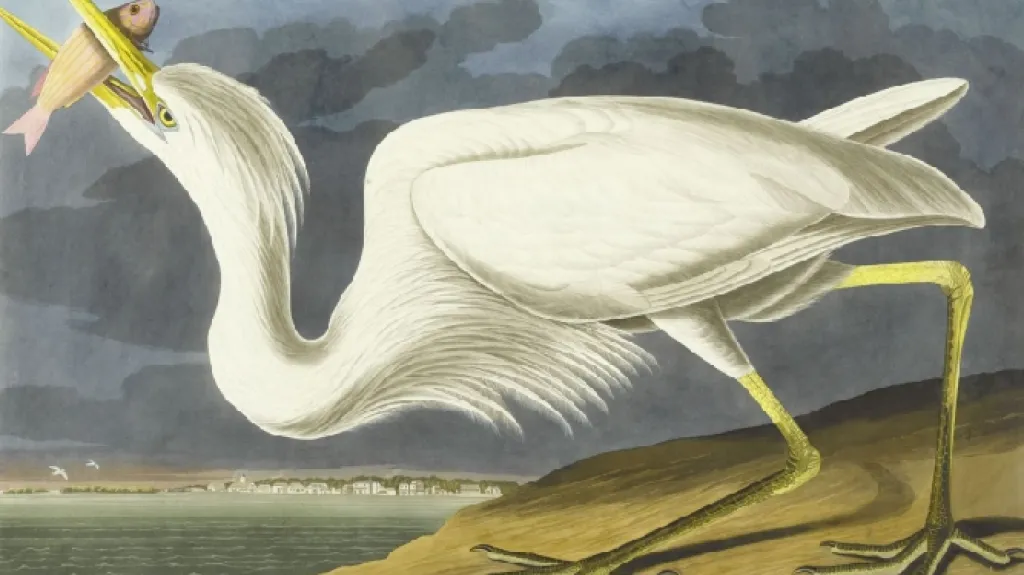 Birds of America