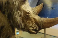 Na Sibiři se našly nejzachovalejší pozůstatky srstnatého nosorožce. Dochoval se i jeho roh